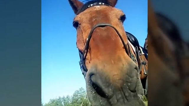 Лошади на поле,лошадь лежит,лошади едят морковку смотреть онлайн