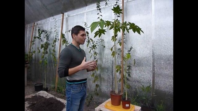 Папайя. Выращивание и уход в домашних условиях смотреть онлайн