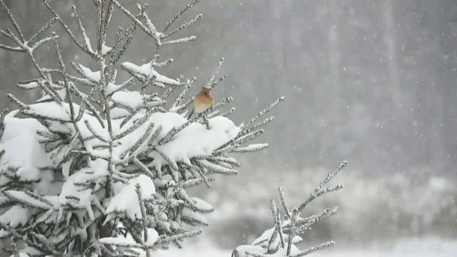 Зимовий ліс з висоти пташиного польоту DJI Phantom, DJI Inspire смотреть онлайн