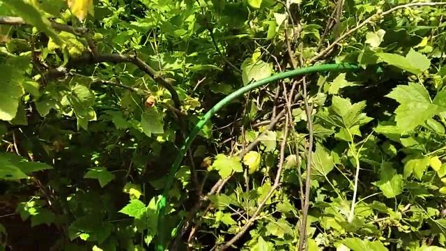 Выращивание и Уход за Смородиной Весной / Опоры для Смородины в саду / Черная и Красная смородина смотреть онлайн