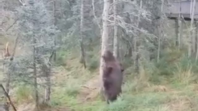 Медведь набрал вес. Жирный медведь. смотреть онлайн