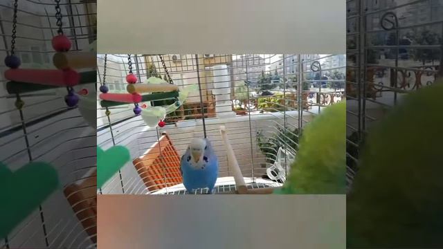 Жена в гневе Çavo ve Şuşa смотреть онлайн