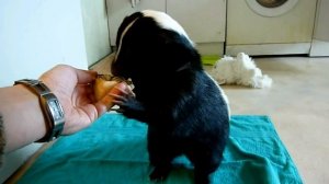 Топ экзотических животных, которые можно держать дома.