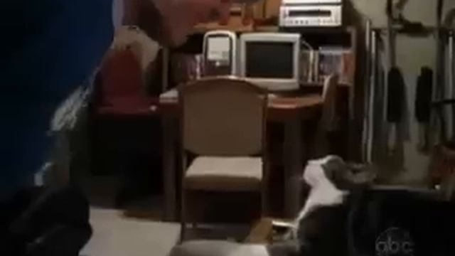 Приколы про кошек. смотреть онлайн