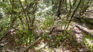 Есть ли грибы в краснодарском крае. Криница, Береговое, Возрождение.