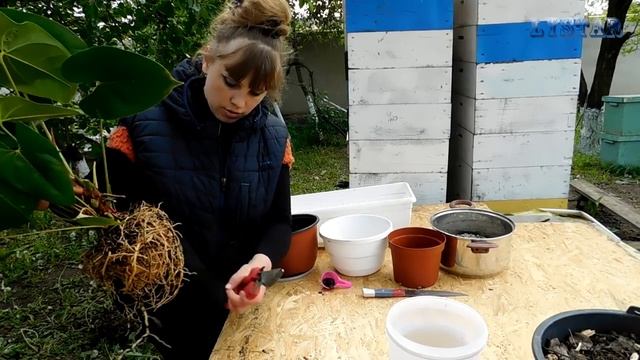 Антуриум пересадка размножение посадка уход выращивание. как посадить антуриум смотреть онлайн