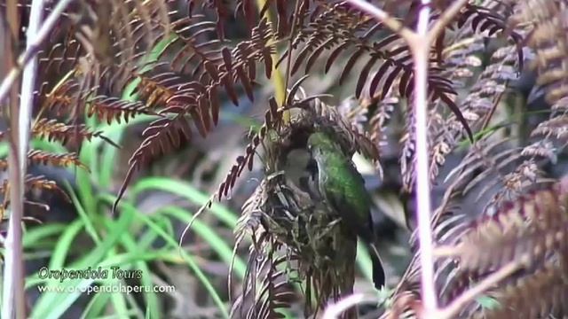 El colibrí cola de espátula (Loddigesia mirabilis) смотреть онлайн