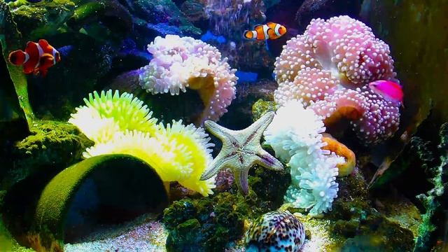 「Real pictures and relaxing music bring yo u joy. at this time.real life Marine fish tanks in the h смотреть онлайн