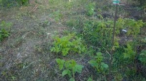 Ремонтантная малина весной.Уход за малиной