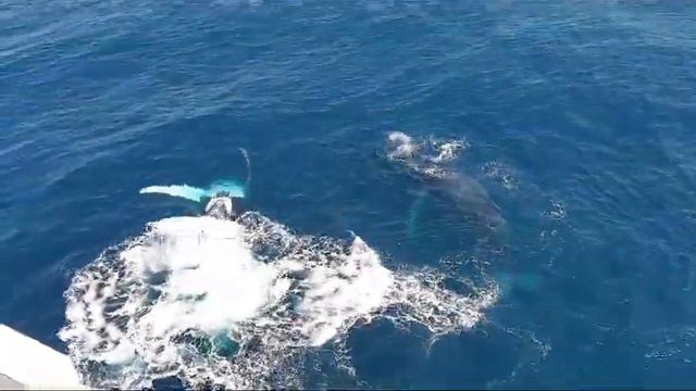 Whales in the ocean. Киты в океане. смотреть онлайн