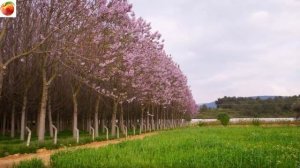 Самое быстрорастущее дерево в мире Павловния  Это интересно, красивоцветущее - украшение у дома!