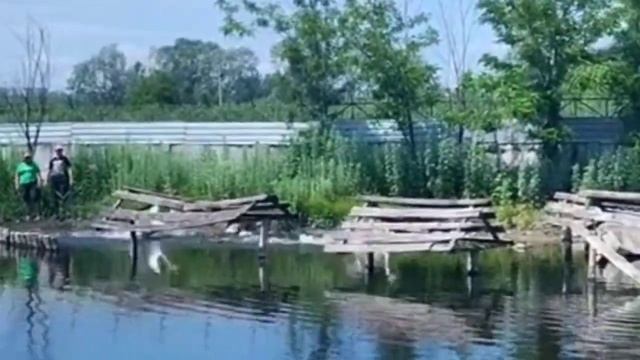 ?ВЫПУСКАЕМ НА ПРУД РОМЕО И ДЖУЛЬЕТТУ смотреть онлайн