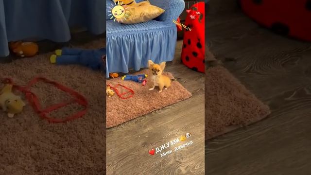 Мини ЧИХУАХУА. 4 месяца, вес 1300 грамм. www.valentra.ru смотреть онлайн