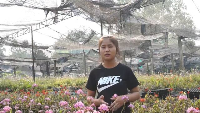 LANNA-VOCATIONAL-COURSES-MANAGEMENT TAWAN JAM смотреть онлайн