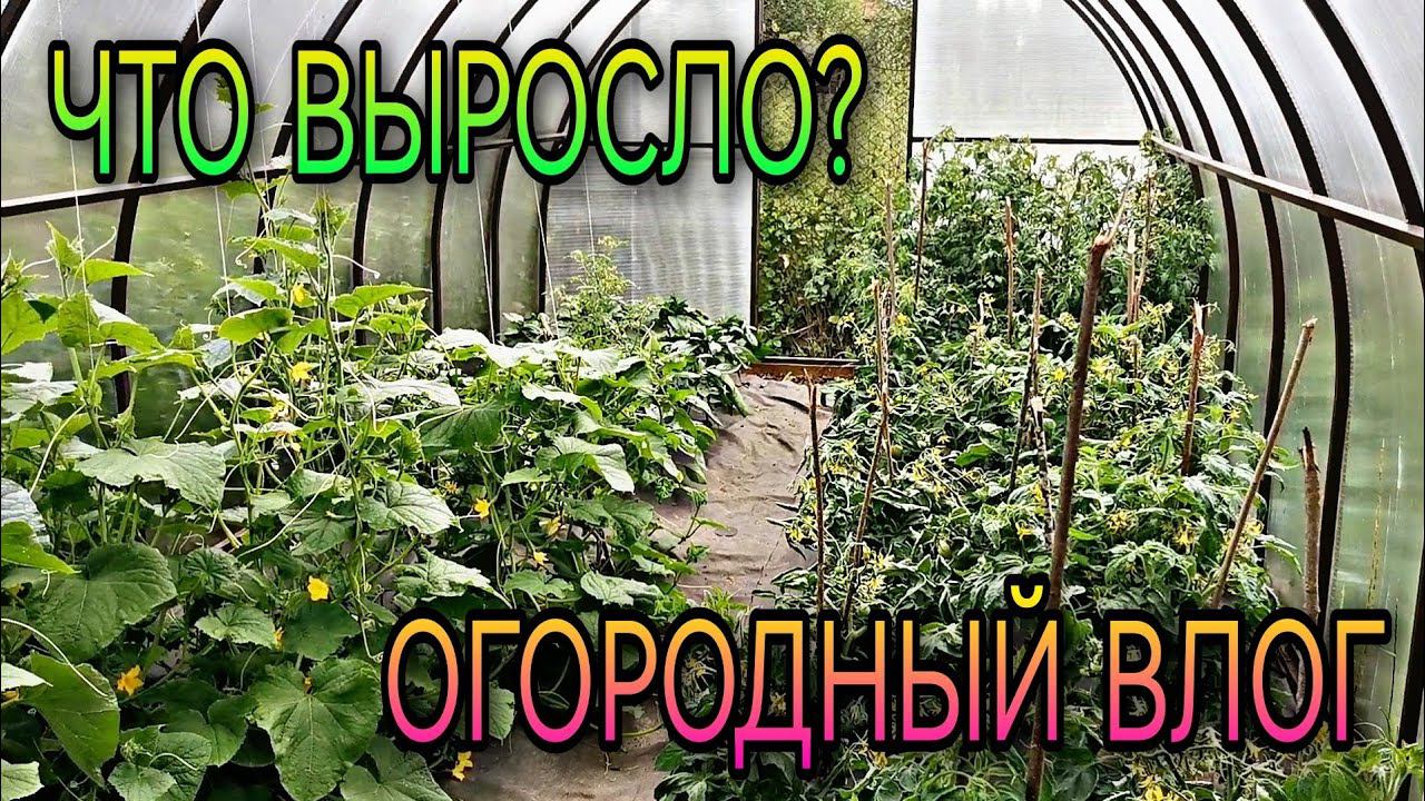 ВЛОГ огородный. Что выросло. смотреть онлайн