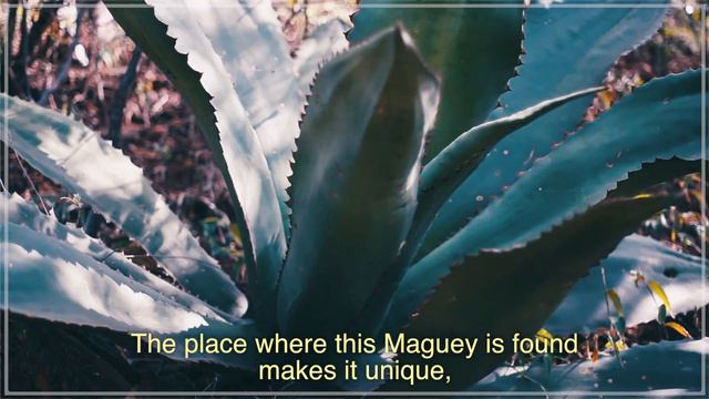 Agave TEPEXTATE смотреть онлайн