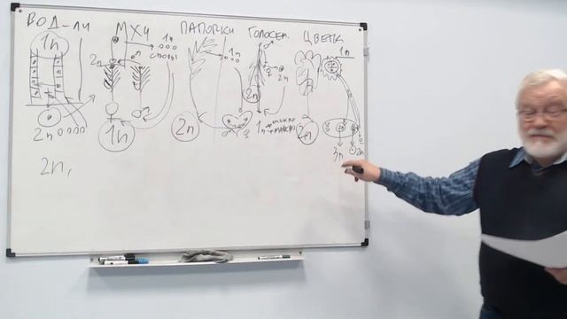 Решение генетических задач. Часть 2 | Школа Наук: МеСТО смотреть онлайн