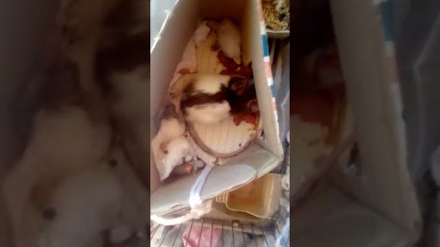 Моя крыска Снежана родила 7 крысят! смотреть онлайн