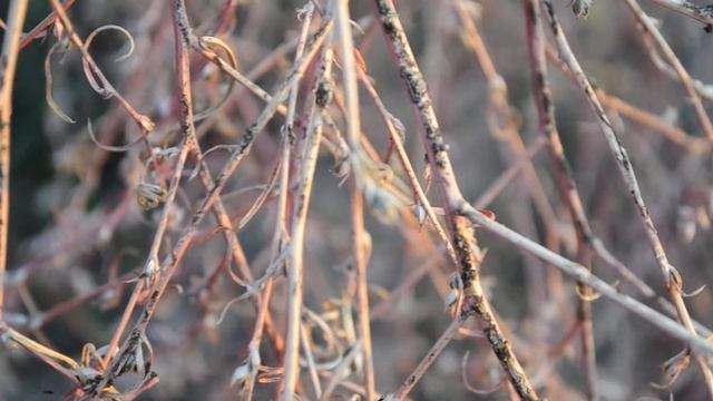 Nikon D3100 kit 18-55 mm Without processings смотреть онлайн