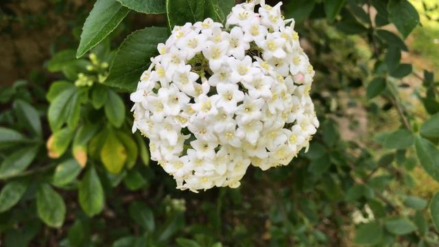 Viorne de Burkwood burkwoodii' Un parfum inédit. смотреть онлайн