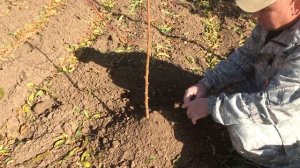 ПЕРСИК / ОСЕНЬ - ЭТО ОЧЕНЬ ВАЖНО!!! / Осенние работы в саду