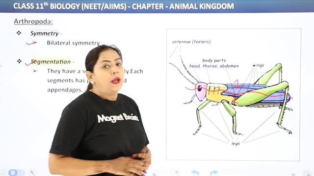 Phylum Arthropoda General Characteristics (Part 1) - Animal Kingdom | Class 11 Biology