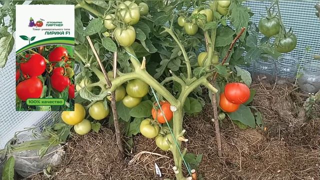 Томат ЛИРИКА F1.