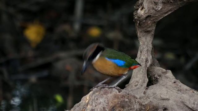 Mangrove Pitta @ PI смотреть онлайн