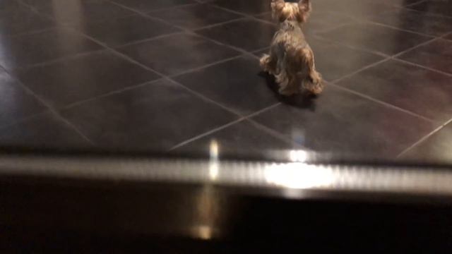 Кот и Собаки дружат смотреть онлайн