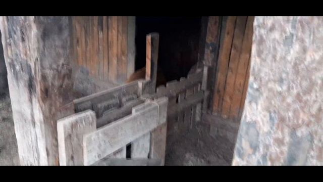 ?Что едят свиньи или что вкуснее?? смотреть онлайн