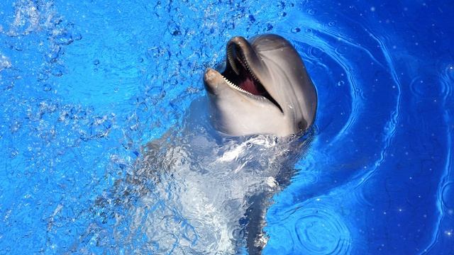 Dolphin Spirit Guide - Ask the Spirit Guides Oracle - Totem Animal - Power Animal - Magical Craftin смотреть онлайн