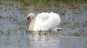 Изучаем птиц для детей. Обучающее видео с голосами птиц