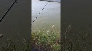 Оказывается и возле дома можно половить рыбу. Рыбалка в Каспийске. Карась, вобла, подлещик.