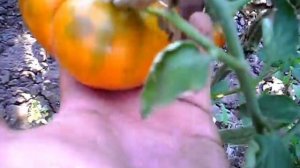 ТОМАТЫ МЕДОВЫЙ ГИГАНТ