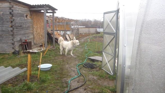 Апрельские кадры: новая теплица - плюсы и минусы смотреть онлайн