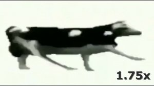 ПОЛЬСКАЯ КОРОВА ТАНЦУЕТ,НО С КАЖДЫМ РАЗОМ УВЕЛИЧИВАЕТСЯ СКОРОСТЬ(999x)