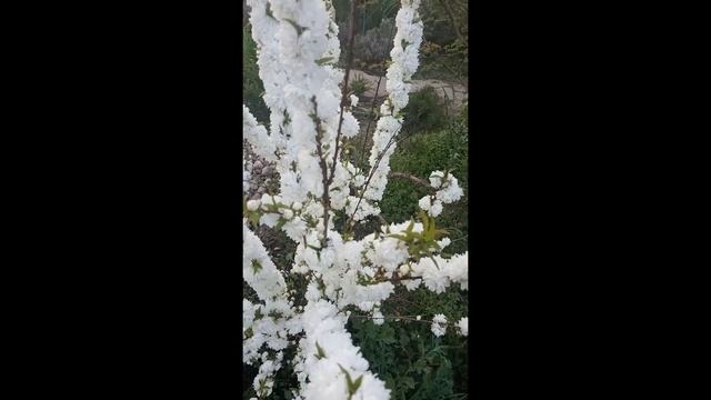 Сакура #Shorts смотреть онлайн