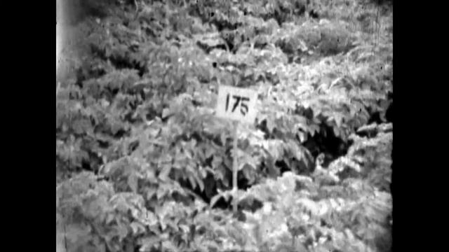 Polska. Koszalin. Кошалин. 1977г. смотреть онлайн