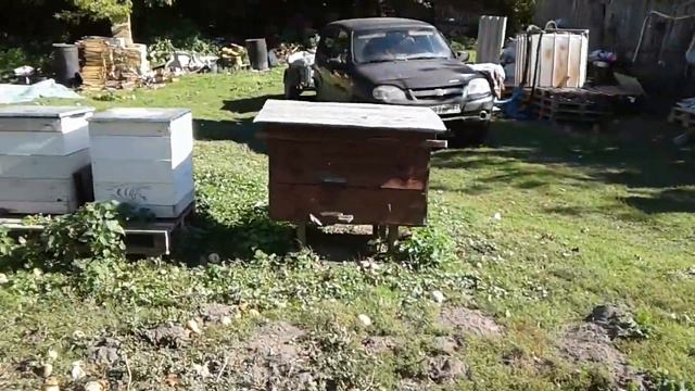 Жужжат. смотреть онлайн