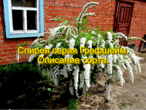 Спирея серая Грефшейм. Описание. Красота цветения.