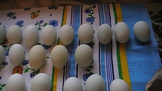Инкубационное яйцо .Покупка из ,, Птичьей деревни" . Отбор на инкубацию. смотреть онлайн
