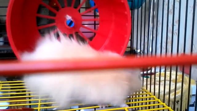 Мой хомяк персик смотреть онлайн