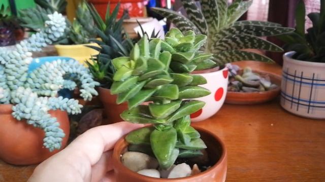 Crassula Springtime