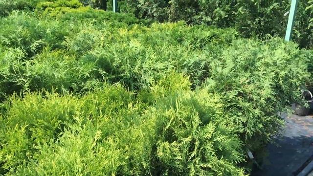 ЖИВАЯ ИЗГОРОДЬ: СОВЕТЫ ЭКСПЕРТА. Растения для живой изгороди смотреть онлайн