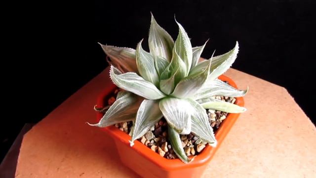 Haworthia Cymbiformis Variegate