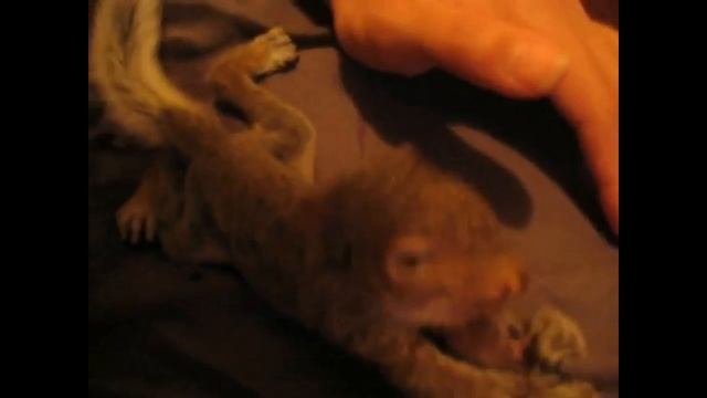 Домашняя белочка смотреть онлайн