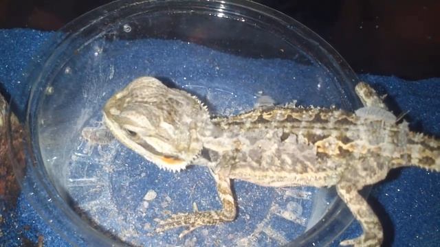 DINO feed смотреть онлайн