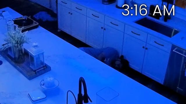 Shawn Broke My Toe! (FV Family *clickbaityish*) смотреть онлайн