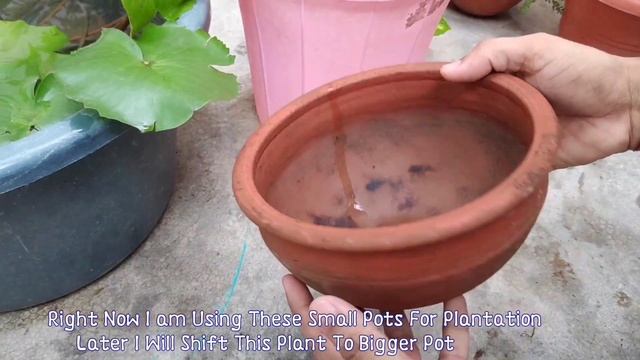 How To Grow Waterlily From Leaf #Waterlily Leaf Propagation At Home (With Updates) смотреть онлайн