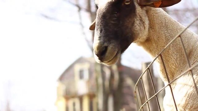ცხვარი კივის - ნაწილი II / The Screaming Sheep part II смотреть онлайн